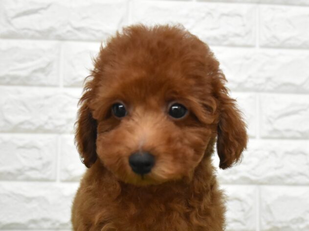 新潟県のトイプードル(トイ) (アミーゴ新潟小新店/2026年5月26日生まれ/女の子/レッド)の子犬の1枚目の画像