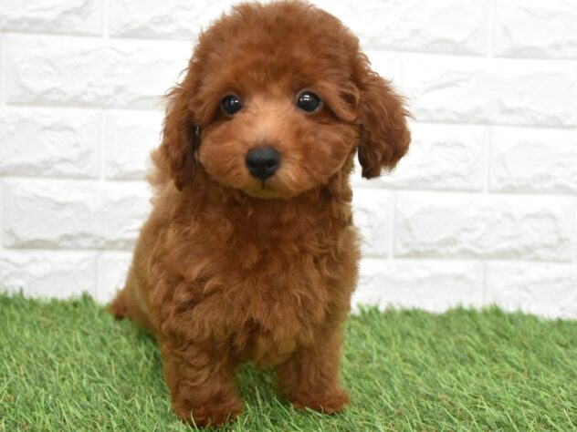 新潟県のトイプードル(トイ) (アミーゴ新潟小新店/2026年5月26日生まれ/女の子/レッド)の子犬の2枚目の画像