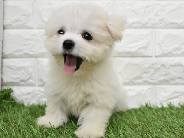 新潟県のハーフ犬・ミックス犬 (アミーゴ新潟小新店/2026年5月25日生まれ/女の子/クリーム)の子犬の2枚目の画像
