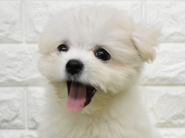 新潟県のハーフ犬・ミックス犬 (アミーゴ新潟小新店/2026年5月25日生まれ/女の子/クリーム)の子犬の1枚目の画像