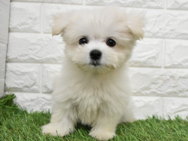 新潟県のハーフ犬・ミックス犬 (アミーゴ新潟小新店/2026年5月25日生まれ/女の子/クリーム)の子犬の3枚目の画像