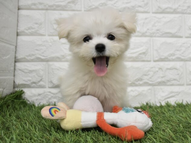 新潟県のハーフ犬・ミックス犬 (アミーゴ新潟小新店/2026年5月25日生まれ/女の子/クリーム)の子犬の4枚目の画像