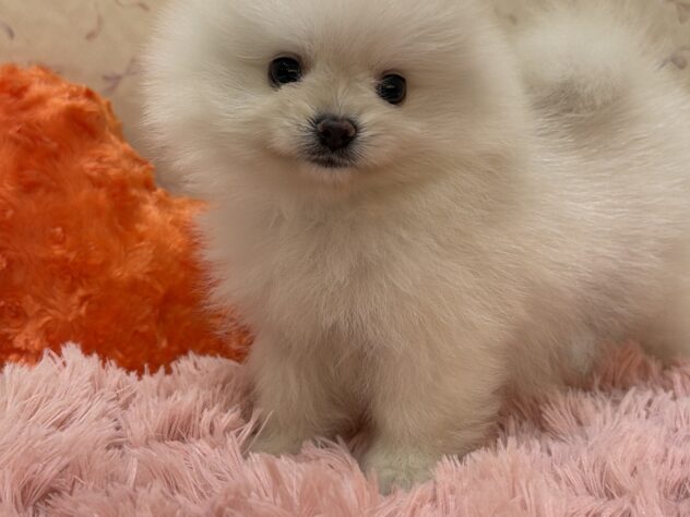 福島県のポメラニアン (アミーゴ本宮店/2026年6月7日生まれ/男の子/ホワイト)の子犬