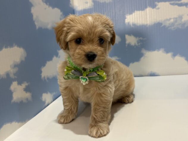 山形県のハーフ犬・ミックス犬 (アミーゴ山形南店/2026年6月21日生まれ/男の子/アプリコット)の子犬の2枚目の画像