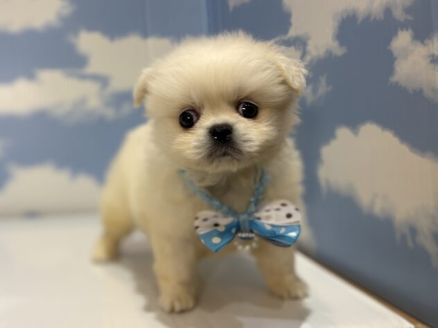山形県のハーフ犬・ミックス犬 (アミーゴ山形南店/2026年6月9日生まれ/男の子/ホワイト)の子犬の1枚目の画像