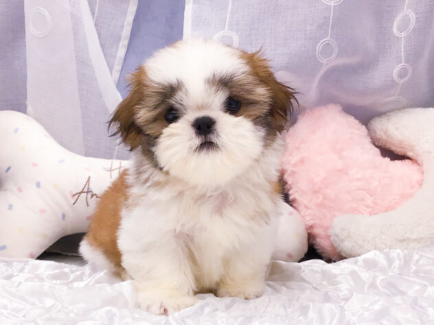 愛知県のシーズー (アミーゴ知立店/2026年6月8日生まれ/女の子/ホワイトゴールド)の子犬の1枚目の画像