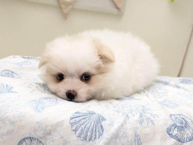 福島県のハーフ犬・ミックス犬 (アミーゴ会津若松店/2026年6月16日生まれ/男の子/06 ホワイト系)の子犬の2枚目の画像