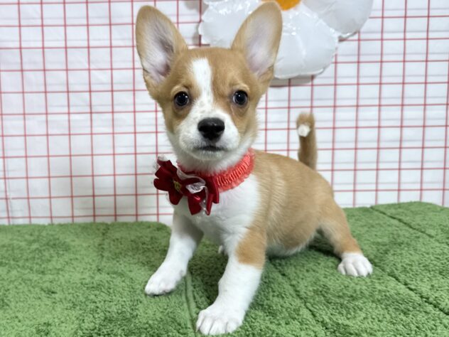 山形県のハーフ犬・ミックス犬 (アミーゴ酒田店/2026年5月18日生まれ/女の子/レッドホワイト)の子犬の1枚目の画像
