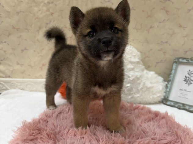 福島県の柴犬(標準サイズ) (アミーゴ本宮店/2026年6月1日生まれ/女の子/赤)の子犬