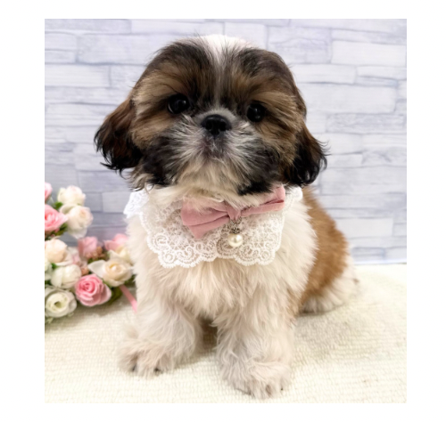 山口県のシーズー (アミーゴ周南店/2026年5月17日生まれ/女の子/ホワイトゴールド)の子犬の1枚目の画像