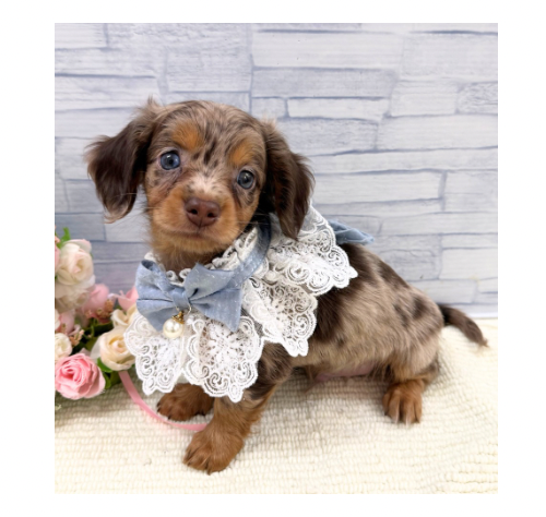 山口県のハーフ犬・ミックス犬 (アミーゴ周南店/2026年6月11日生まれ/男の子/チョコレートダップル)の子犬の1枚目の画像