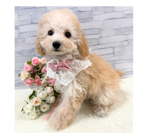 山口県のトイプードル(トイ) (アミーゴ周南店/2026年5月3日生まれ/女の子/クリーム)の子犬の2枚目の画像
