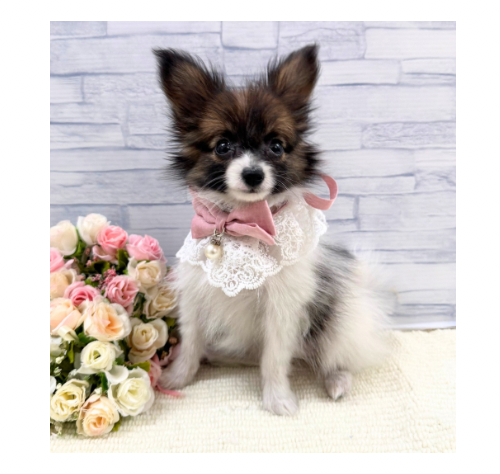 山口県のパピヨン (アミーゴ周南店/2026年6月14日生まれ/女の子/ホワイトブラウン)の子犬の1枚目の画像