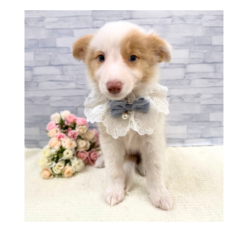 山口県のボーダーコリー (アミーゴ周南店/2026年6月25日生まれ/男の子/レッド)の子犬の3枚目の画像