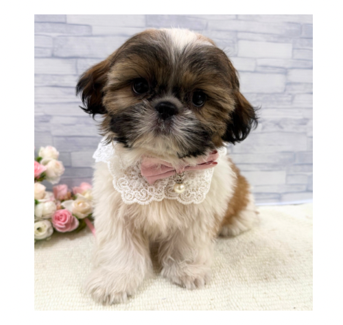 山口県のシーズー (アミーゴ周南店/2026年5月17日生まれ/女の子/ホワイトゴールド)の子犬の2枚目の画像