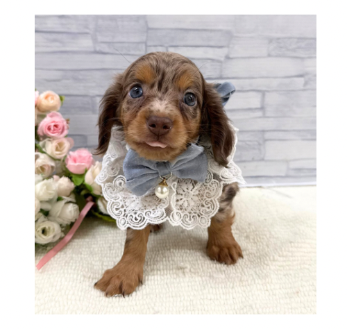 山口県のハーフ犬・ミックス犬 (アミーゴ周南店/2026年6月11日生まれ/男の子/チョコレートダップル)の子犬の3枚目の画像