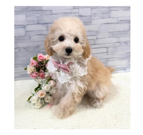 山口県のトイプードル(トイ) (アミーゴ周南店/2026年5月3日生まれ/女の子/クリーム)の子犬の1枚目の画像