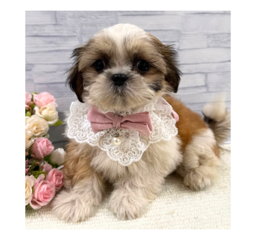 山口県のシーズー (アミーゴ周南店/2026年5月29日生まれ/女の子/ホワイトゴールド)の子犬の3枚目の画像