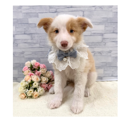 山口県のボーダーコリー (アミーゴ周南店/2026年6月25日生まれ/男の子/レッド)の子犬の1枚目の画像