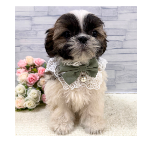 山口県のシーズー (アミーゴ周南店/2026年5月29日生まれ/男の子/ホワイトゴールド)の子犬の1枚目の画像