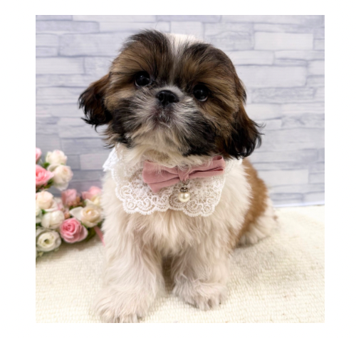 山口県のシーズー (アミーゴ周南店/2026年5月17日生まれ/女の子/ホワイトゴールド)の子犬の3枚目の画像