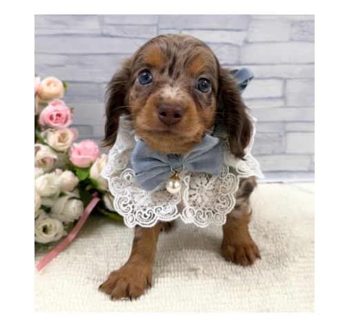 山口県のハーフ犬・ミックス犬 (アミーゴ周南店/2026年6月11日生まれ/男の子/チョコレートダップル)の子犬の2枚目の画像