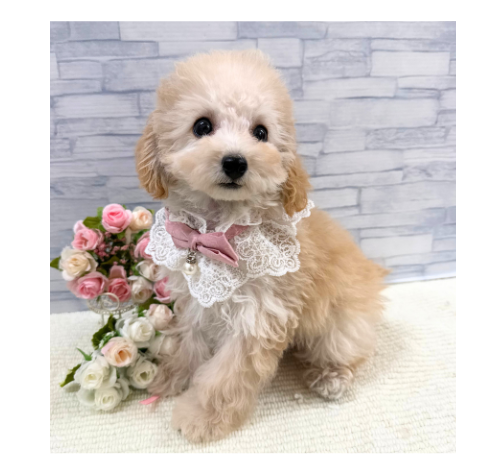 山口県のトイプードル(トイ) (アミーゴ周南店/2026年5月3日生まれ/女の子/クリーム)の子犬の3枚目の画像