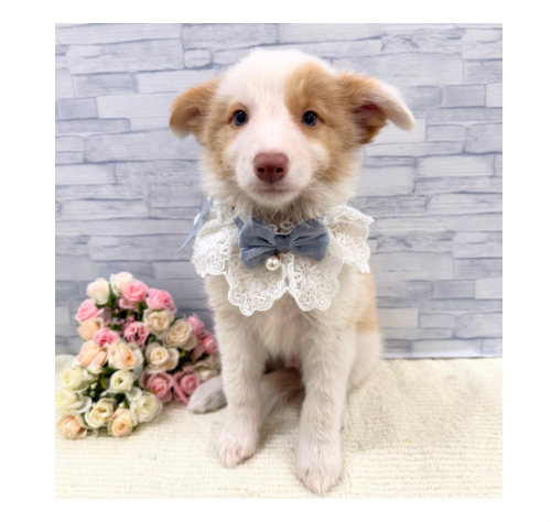 山口県のボーダーコリー (アミーゴ周南店/2026年6月25日生まれ/男の子/レッド)の子犬の2枚目の画像
