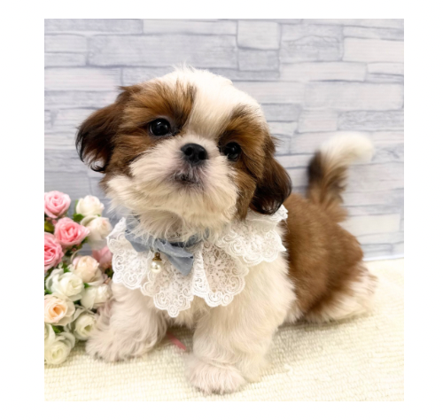 山口県のシーズー (アミーゴ周南店/2026年5月17日生まれ/男の子/ホワイトゴールド)の子犬の3枚目の画像