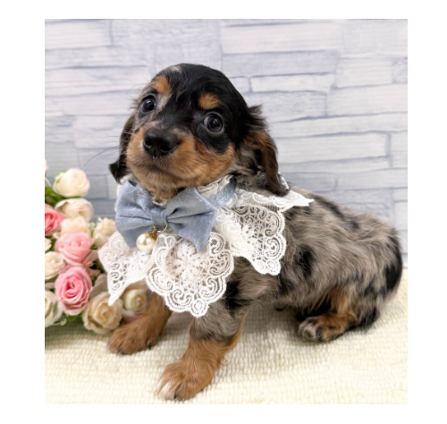 山口県のハーフ犬・ミックス犬 (アミーゴ周南店/2026年6月11日生まれ/男の子/シルバーダップル)の子犬の1枚目の画像