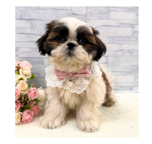 山口県のシーズー (アミーゴ周南店/2026年5月29日生まれ/女の子/ホワイトゴールド)の子犬の1枚目の画像