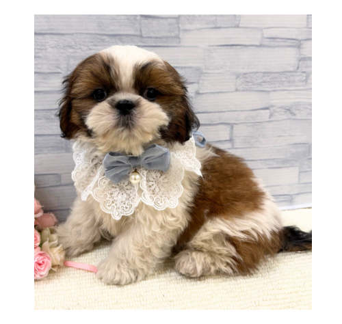 山口県のシーズー (アミーゴ周南店/2026年5月29日生まれ/男の子/ホワイトゴールド)の子犬の1枚目の画像