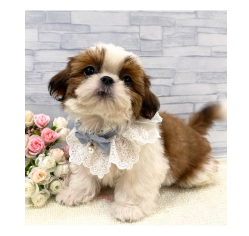 山口県のシーズー (アミーゴ周南店/2026年5月17日生まれ/男の子/ホワイトゴールド)の子犬の2枚目の画像