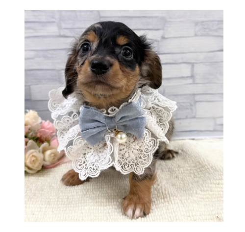 山口県のハーフ犬・ミックス犬 (アミーゴ周南店/2026年6月11日生まれ/男の子/シルバーダップル)の子犬の2枚目の画像