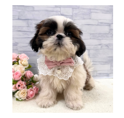 山口県のシーズー (アミーゴ周南店/2026年5月29日生まれ/女の子/ホワイトゴールド)の子犬の2枚目の画像