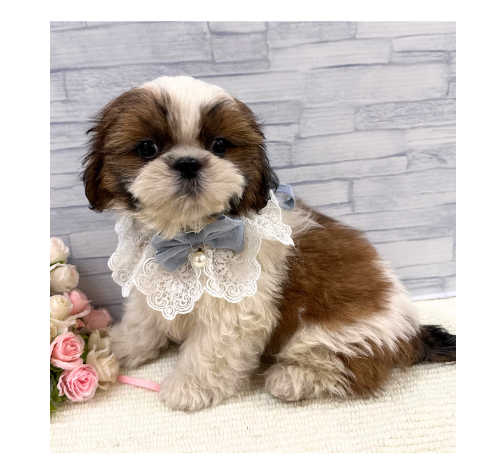 山口県のシーズー (アミーゴ周南店/2026年5月29日生まれ/男の子/ホワイトゴールド)の子犬の3枚目の画像
