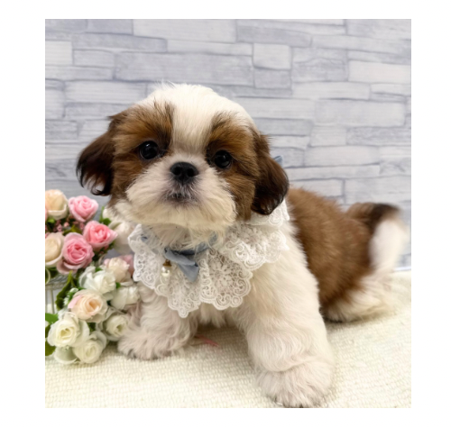 山口県のシーズー (アミーゴ周南店/2026年5月17日生まれ/男の子/ホワイトゴールド)の子犬の1枚目の画像