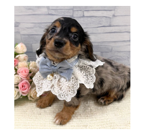 山口県のハーフ犬・ミックス犬 (アミーゴ周南店/2026年6月11日生まれ/男の子/シルバーダップル)の子犬の3枚目の画像