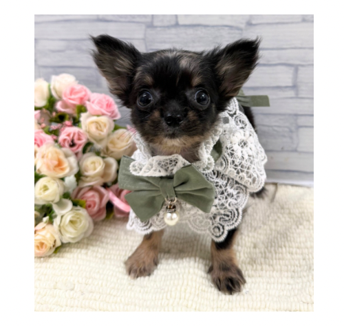 山口県のチワワ(ロング) (アミーゴ周南店/2026年6月21日生まれ/男の子/ブルーマール)の子犬の2枚目の画像