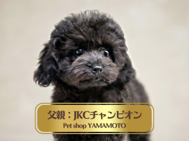 岡山県のトイプードル(トイ) (アミーゴ大安寺店/2026年4月4日生まれ/女の子/ブラック)の子犬の1枚目の画像