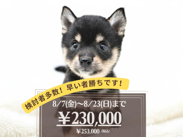 岡山県の豆柴 (アミーゴ大安寺店/2026年6月8日生まれ/女の子/黒)の子犬の1枚目の画像