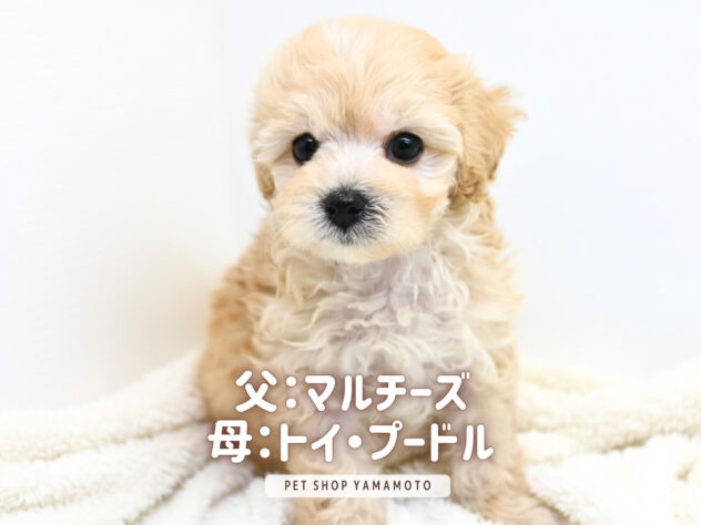 岡山県のハーフ犬・ミックス犬 (アミーゴ大安寺店/2026年6月7日生まれ/男の子/クリーム)の子犬の2枚目の画像