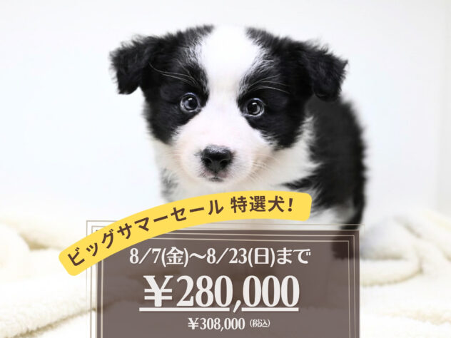 岡山県のボーダーコリー (アミーゴ大安寺店/2026年6月7日生まれ/女の子/ブラックホワイト)の子犬の1枚目の画像
