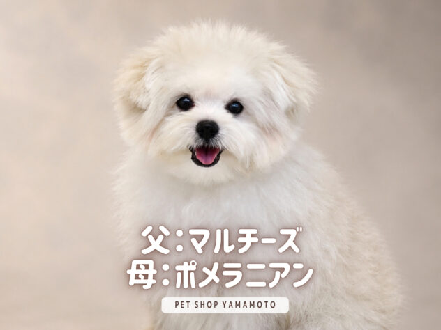 岡山県のハーフ犬・ミックス犬 (アミーゴ大安寺店/2026年4月18日生まれ/男の子/クリーム)の子犬の1枚目の画像