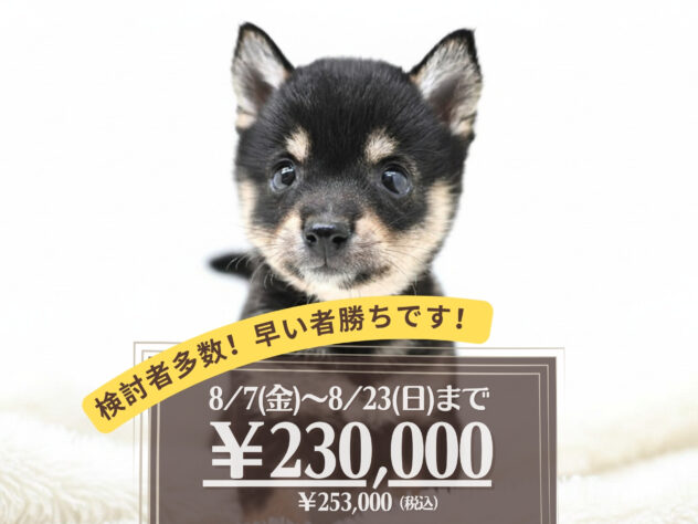 岡山県の豆柴 (アミーゴ大安寺店/2026年6月8日生まれ/女の子/黒)の子犬の1枚目の画像