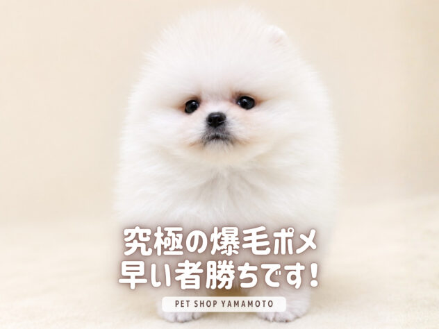岡山県のポメラニアン (アミーゴ大安寺店/2026年6月14日生まれ/男の子/ホワイト)の子犬の1枚目の画像