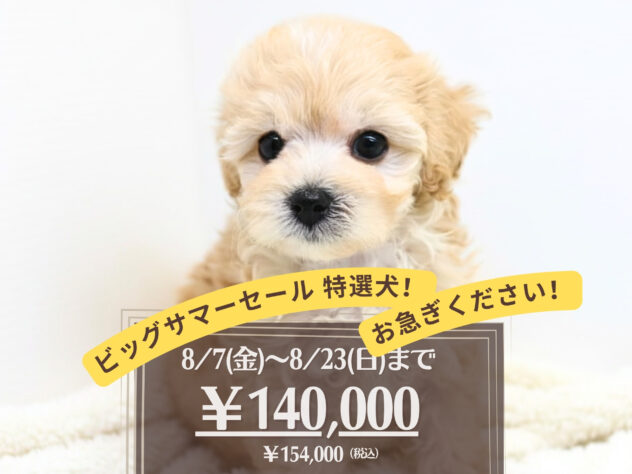 岡山県のハーフ犬・ミックス犬 (アミーゴ大安寺店/2026年6月7日生まれ/男の子/クリーム)の子犬の1枚目の画像