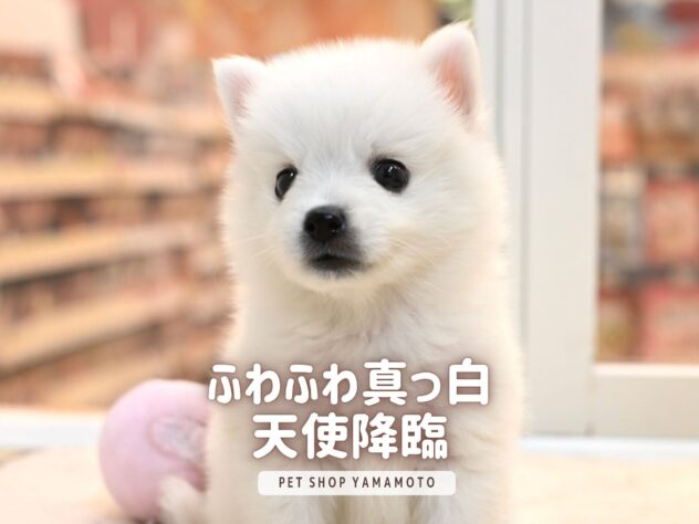 岡山県の日本スピッツ (アミーゴ大安寺店/2026年5月8日生まれ/女の子/ホワイト)の子犬の1枚目の画像