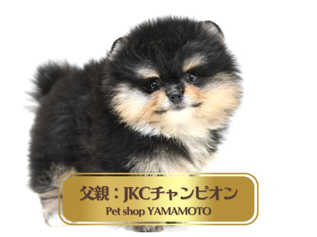 岡山県のポメラニアン (アミーゴ大安寺店/2026年6月24日生まれ/男の子/ブラックタン)の子犬の1枚目の画像