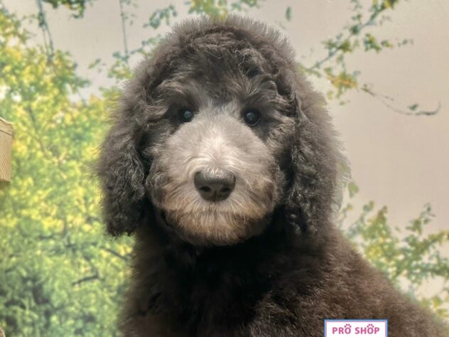 広島県のスタンダードプードル (アミーゴ温品店/2026年4月30日生まれ/女の子/グレー)の子犬の1枚目の画像